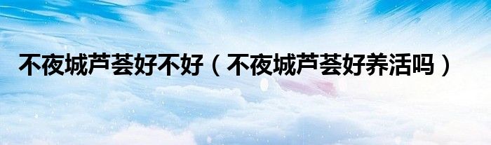 不夜城芦荟好不好（不夜城芦荟好养活吗）