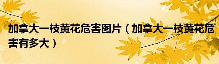 加拿大一枝黄花危害图片（加拿大一枝黄花危害有多大）