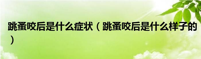 跳蚤咬后是什么症状（跳蚤咬后是什么样子的）
