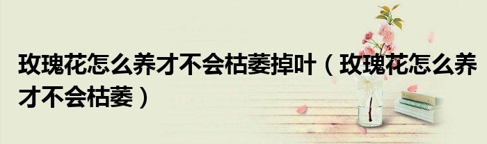 玫瑰花怎么养才不会枯萎掉叶（玫瑰花怎么养才不会枯萎）