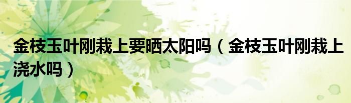 金枝玉叶刚栽上要晒太阳吗（金枝玉叶刚栽上浇水吗）