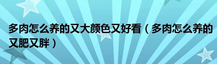 多肉怎么养的又大颜色又好看（多肉怎么养的又肥又胖）