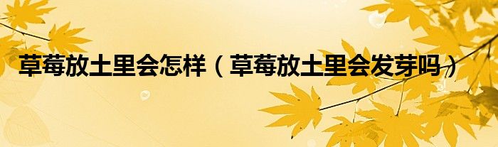草莓放土里会怎样（草莓放土里会发芽吗）
