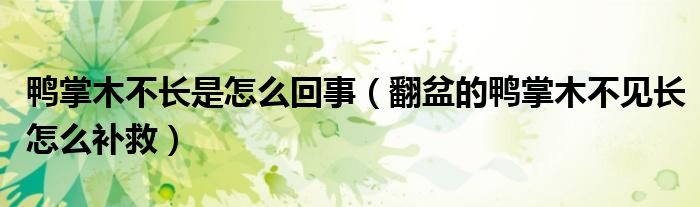 鸭掌木不长是怎么回事（翻盆的鸭掌木不见长怎么补救）