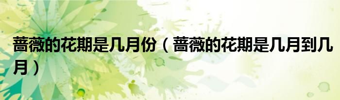 蔷薇的花期是几月份（蔷薇的花期是几月到几月）