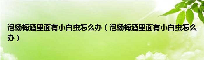泡杨梅酒里面有小白虫怎么办（泡杨梅酒里面有小白虫怎么办）