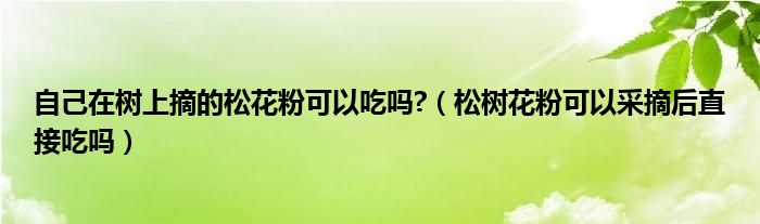 自己在树上摘的松花粉可以吃吗?（松树花粉可以采摘后直接吃吗）