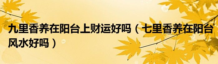 九里香养在阳台上财运好吗（七里香养在阳台风水好吗）