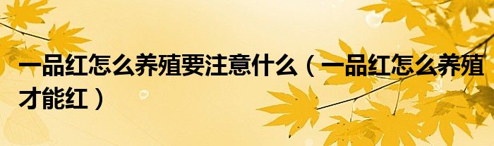一品红怎么养殖要注意什么（一品红怎么养殖才能红）
