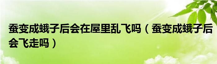 蚕变成蛾子后会在屋里乱飞吗（蚕变成蛾子后会飞走吗）