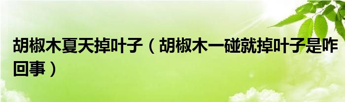 胡椒木夏天掉叶子（胡椒木一碰就掉叶子是咋回事）