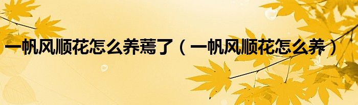一帆风顺花怎么养蔫了（一帆风顺花怎么养）