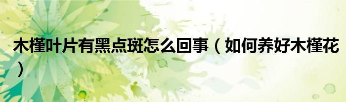 木槿叶片有黑点斑怎么回事（如何养好木槿花）
