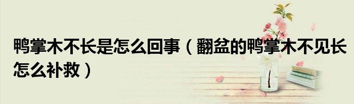 鸭掌木不长是怎么回事（翻盆的鸭掌木不见长怎么补救）