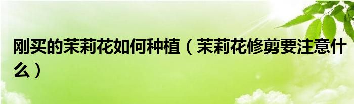 刚买的茉莉花如何种植（茉莉花修剪要注意什么）