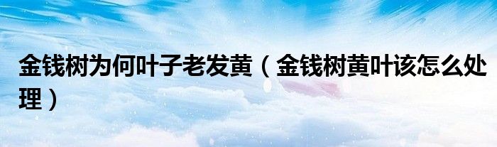 金钱树为何叶子老发黄（金钱树黄叶该怎么处理）