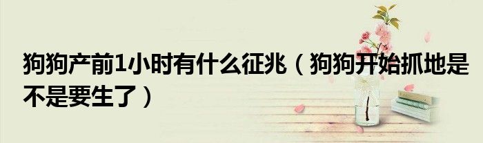 狗狗产前1小时有什么征兆（狗狗开始抓地是不是要生了）