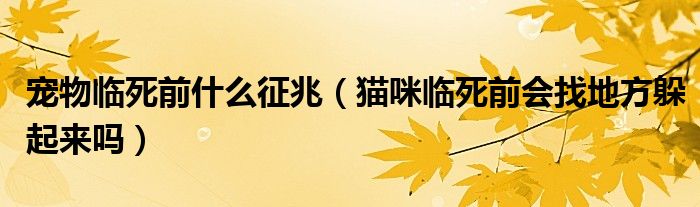宠物临死前什么征兆（猫咪临死前会找地方躲起来吗）
