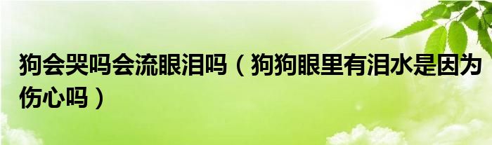 狗会哭吗会流眼泪吗（狗狗眼里有泪水是因为伤心吗）