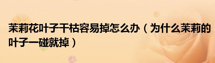 茉莉花叶子干枯容易掉怎么办（为什么茉莉的叶子一碰就掉）