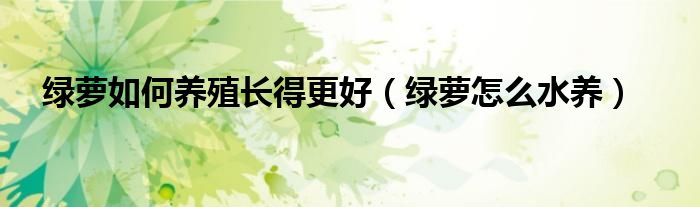 绿萝如何养殖长得更好（绿萝怎么水养）