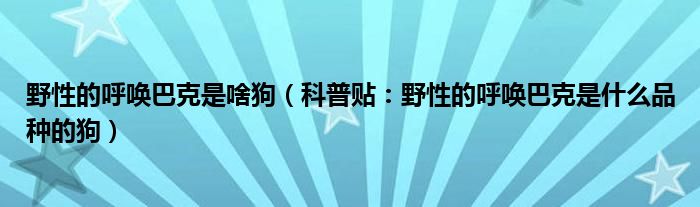 野性的呼唤巴克是啥狗（科普贴：野性的呼唤巴克是什么品种的狗）