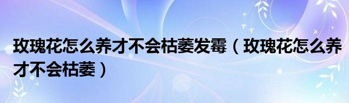 玫瑰花怎么养才不会枯萎发霉（玫瑰花怎么养才不会枯萎）