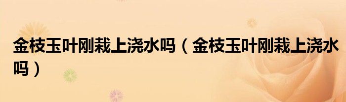 金枝玉叶刚栽上浇水吗（金枝玉叶刚栽上浇水吗）