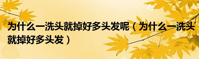 为什么一洗头就掉好多头发呢（为什么一洗头就掉好多头发）