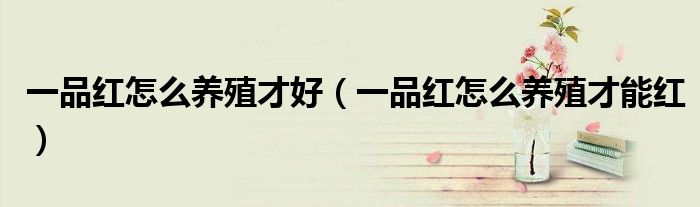 一品红怎么养殖才好（一品红怎么养殖才能红）