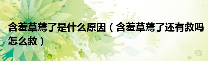 含羞草蔫了是什么原因（含羞草蔫了还有救吗怎么救）
