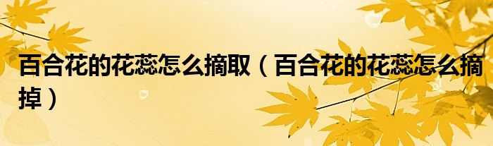 百合花的花蕊怎么摘取（百合花的花蕊怎么摘掉）