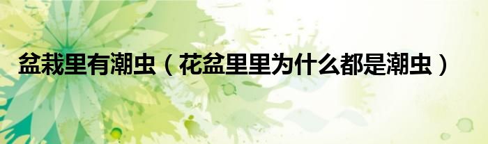 盆栽里有潮虫（花盆里里为什么都是潮虫）