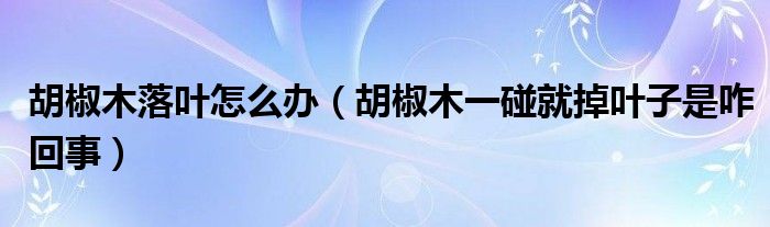 胡椒木落叶怎么办（胡椒木一碰就掉叶子是咋回事）