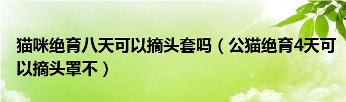 猫咪绝育八天可以摘头套吗（公猫绝育4天可以摘头罩不）