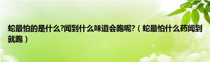 蛇最怕的是什么?闻到什么味道会跑呢?（蛇最怕什么药闻到就跑）