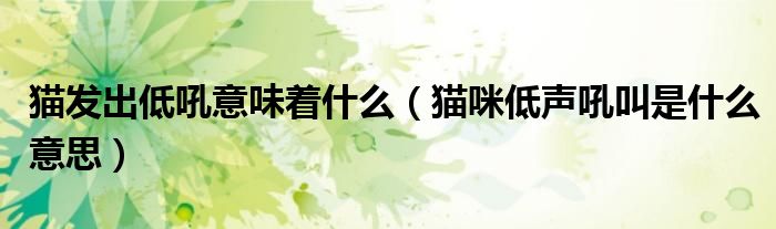 猫发出低吼意味着什么（猫咪低声吼叫是什么意思）