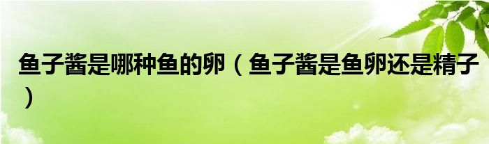 鱼子酱是哪种鱼的卵（鱼子酱是鱼卵还是精子）
