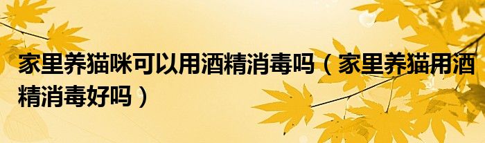 家里养猫咪可以用酒精消毒吗（家里养猫用酒精消毒好吗）