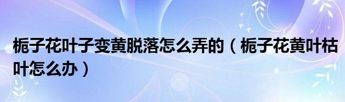 栀子花叶子变黄脱落怎么弄的（栀子花黄叶枯叶怎么办）