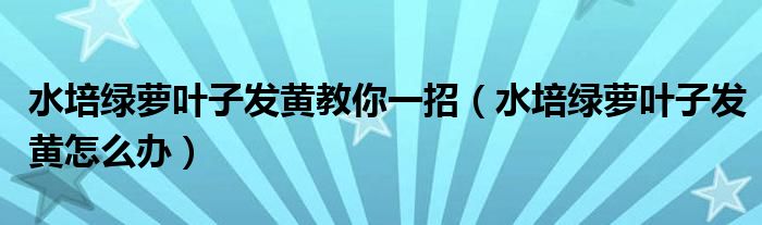 水培绿萝叶子发黄教你一招（水培绿萝叶子发黄怎么办）