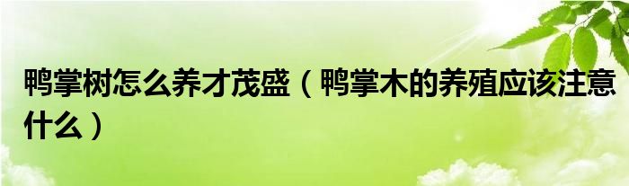 鸭掌树怎么养才茂盛（鸭掌木的养殖应该注意什么）