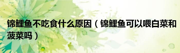 锦鲤鱼不吃食什么原因（锦鲤鱼可以喂白菜和菠菜吗）