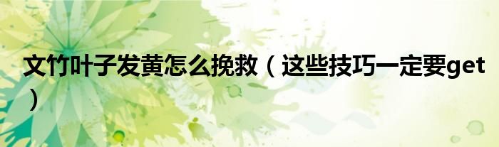 文竹叶子发黄怎么挽救（这些技巧一定要get）