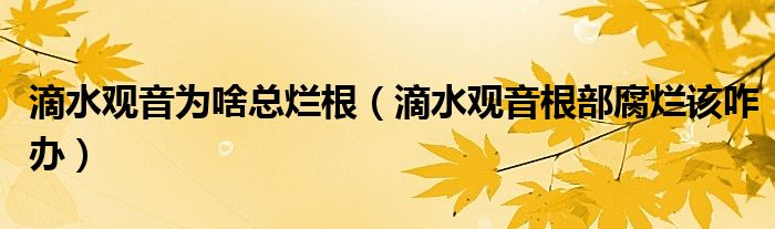 滴水观音为啥总烂根（滴水观音根部腐烂该咋办）