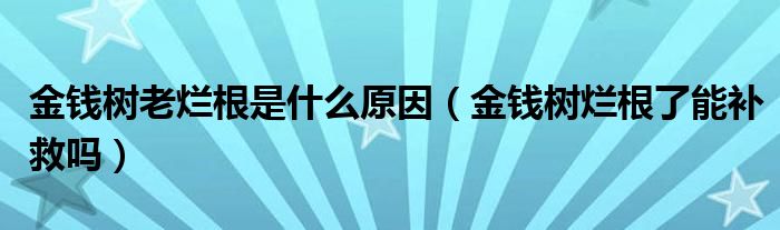 金钱树老烂根是什么原因（金钱树烂根了能补救吗）