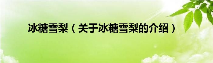 冰糖雪梨（关于冰糖雪梨的介绍）