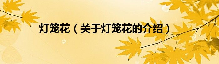 灯笼花（关于灯笼花的介绍）