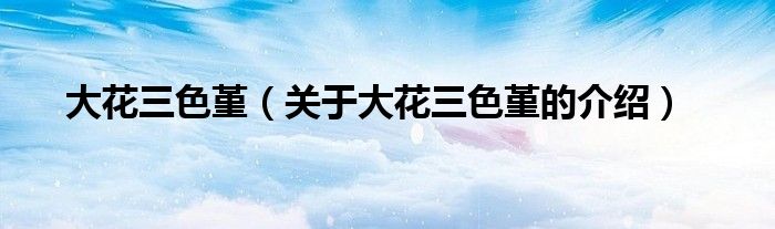 大花三色堇（关于大花三色堇的介绍）