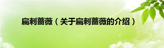 扁刺蔷薇（关于扁刺蔷薇的介绍）